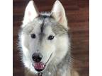 Adopt Whiskey a Gray/Silver/Salt & Pepper - with Black Siberian Husky / Mixed