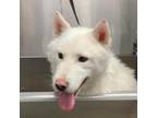 Adopt Trace a White - with Tan, Yellow or Fawn Siberian Husky / Mixed dog in