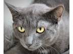 Adopt Stanley a Gray or Blue Domestic Shorthair / Domestic Shorthair / Mixed cat