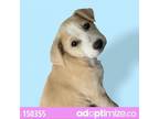 Adopt Yalitza a Tan/Yellow/Fawn Labrador Retriever / Rat Terrier / Mixed dog in