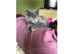 Adopt Priya a Gray or Blue Domestic Shorthair / Mixed (short coat) cat in
