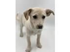 Adopt Tempie a Mixed Breed (Medium) / Mixed dog in Thousand Oaks, CA (33709964)