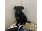 Adopt Lily a Black Collie / Mixed dog in North Battleford, SK (33710332)