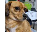 Adopt Spice a Tan/Yellow/Fawn Dachshund / Beagle / Mixed dog in Martinsville
