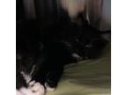 Adopt Smokey a All Black Domestic Longhair / Mixed cat in Ponderay