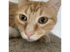 Adopt Bobby a Orange or Red Domestic Shorthair / Mixed cat in Hanna City