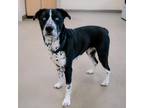 Adopt Maxx a Black Mixed Breed (Large) / Mixed dog in Ponderay, ID (33710242)