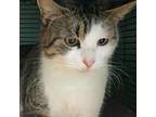 Adopt Delilah a White Domestic Shorthair / Mixed cat in Ridgeland, SC (33710231)