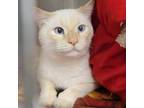 Adopt Handsome Hank a White Siamese / Mixed cat in Port Richey, FL (33710216)