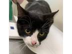 Adopt Shadow a All Black Domestic Shorthair / Mixed cat in Tulsa, OK (33709968)