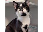 Adopt Octavius a Domestic Shorthair / Mixed cat in Tulsa, OK (33709967)