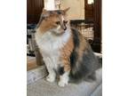 Adopt Lolly a Calico or Dilute Calico Calico (long coat) cat in Jacksonville