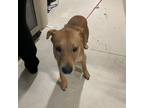 Adopt Charlie a Tan/Yellow/Fawn Labrador Retriever / Mixed dog in Milton