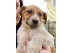 Adopt Tootie a Tan/Yellow/Fawn Jack Russell Terrier / Australian Cattle Dog /