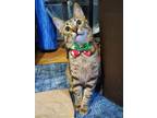 Adopt Frisky a Brown Tabby Domestic Shorthair (short coat) cat in Chicago