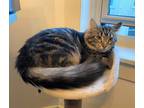 Adopt Nanette a Brown Tabby Domestic Mediumhair (medium coat) cat in Chicago