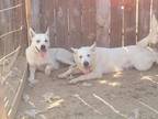 Adopt Bino a White American Pit Bull Terrier / Husky / Mixed dog in Sacramento