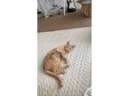 Adopt Mango a Orange or Red (Mostly) American Shorthair / Mixed (short coat) cat