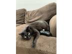Adopt Olive a All Black Abyssinian / Mixed (medium coat) cat in Salem
