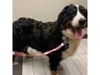 Adopt Tai a Black Bernese Mountain Dog / Mixed dog in Bartlett, IL (33709832)