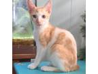 Adopt Jim a White Domestic Shorthair / Mixed cat in Lihue, HI (33709877)