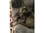 Adopt Lexi a Gray, Blue or Silver Tabby Korat / Mixed (short coat) cat in