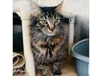 Adopt Mrs. Lovett a Brown or Chocolate Domestic Mediumhair / Mixed cat in Rock