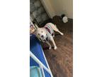 Adopt Ice a Tan/Yellow/Fawn - with White Jack Russell Terrier / Jack Russell
