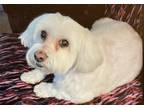 Adopt Lucky a White Poodle (Standard) / Mixed dog in Las Vegas, NV (33694219)