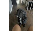 Adopt Maxey a Black - with White Cane Corso / Mixed dog in Middle River