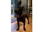 Adopt Onyx a Black Jack Russell Terrier / Border Terrier / Mixed dog in West