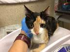 Adopt Cat a Calico or Dilute Calico Domestic Shorthair / Mixed (short coat) cat