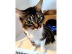 Adopt Calypso a Domestic Mediumhair / Mixed cat in Surrey, BC (33709380)