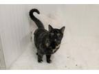 Adopt BALDERDASH a Tortoiseshell Domestic Shorthair / Mixed (short coat) cat in