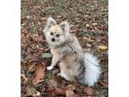 Adopt Louie a Tan/Yellow/Fawn Pomeranian / Mixed dog in Chicago, IL (33690972)