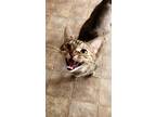 Adopt Tiki a Brown Tabby Domestic Mediumhair / Mixed (medium coat) cat in