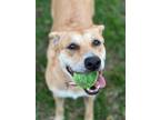 Adopt Chelsea a Tan/Yellow/Fawn German Shepherd Dog / Labrador Retriever / Mixed