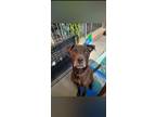 Adopt Cooper a Brown/Chocolate Labrador Retriever / Mixed dog in Doraville
