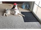 Adopt Zoda a White - with Black Jack Russell Terrier / Rat Terrier / Mixed dog