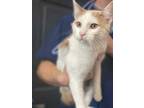 Adopt a White (Mostly) Domestic Shorthair / Mixed (short coat) cat in Redlands