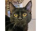 Adopt Fat Baby a All Black Domestic Shorthair (short coat) cat in Walnut Creek