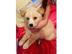 Adopt Snuggle a Tan/Yellow/Fawn - with White Shepherd (Unknown Type) / Mixed dog