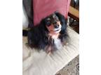 Adopt Beau a Tricolor (Tan/Brown & Black & White) Dachshund / Mixed dog in