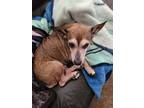 Adopt Genie a Brown/Chocolate Beagle / Mixed dog in Bessemer City, NC (33686515)