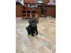 Adopt Minx a Black Labrador Retriever / German Shepherd Dog / Mixed dog in Lima