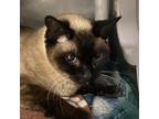 Adopt Jazz a White (Mostly) Siamese / Mixed cat in Murray, UT (33708805)