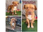 Adopt Halston a Mixed Breed (Medium) / Mixed dog in Boaz, AL (33708778)
