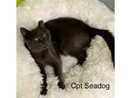 Adopt CPT SEADOG a Gray or Blue Domestic Shorthair / Mixed (short coat) cat in