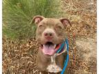 Adopt CHAMP a Brown/Chocolate American Pit Bull Terrier / Mixed dog in Tucson