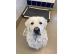 Adopt LUCAS a White Great Pyrenees / Mixed dog in Austin, TX (33707614)